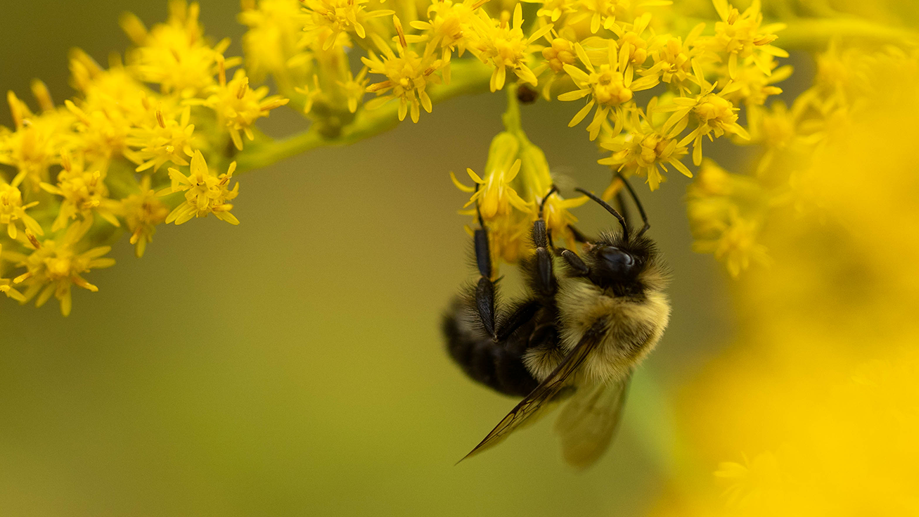 a bee on yellow flowers