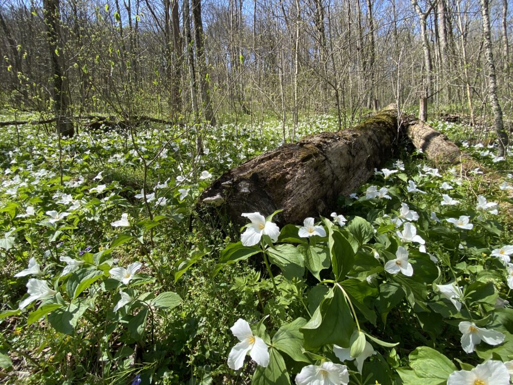 numerous white trillium flowers growing in a forest