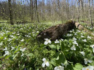 trillium flowers in the woods