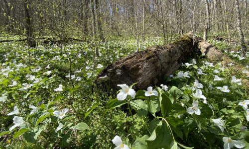 Collected On This Day: White Trillium from May 28, 1993