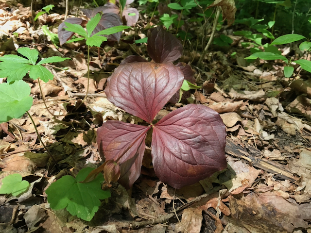 red leaved white trillium growing in the woods