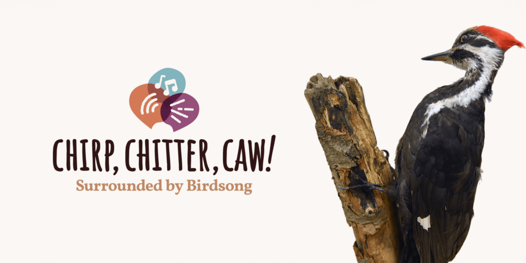 Stylized banner that reads "Chirp, Chitter, Caw! Surrounded by Birdsong" Above the words there are speech bubbles with musical notes and various lines. On the right there's a woodpecker taxidermy mount. 