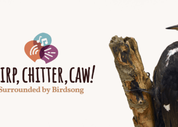 Chirp, Chitter, Caw: Surrounded by Birdsong
