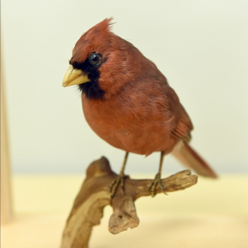 Northern Cardinal taxidermy mount