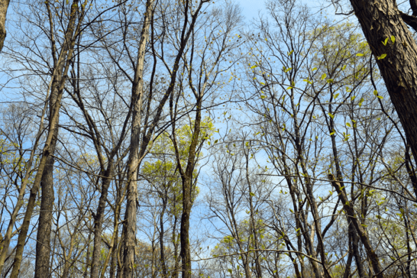 A spring tree canopy at Powdermill Nature Reserve