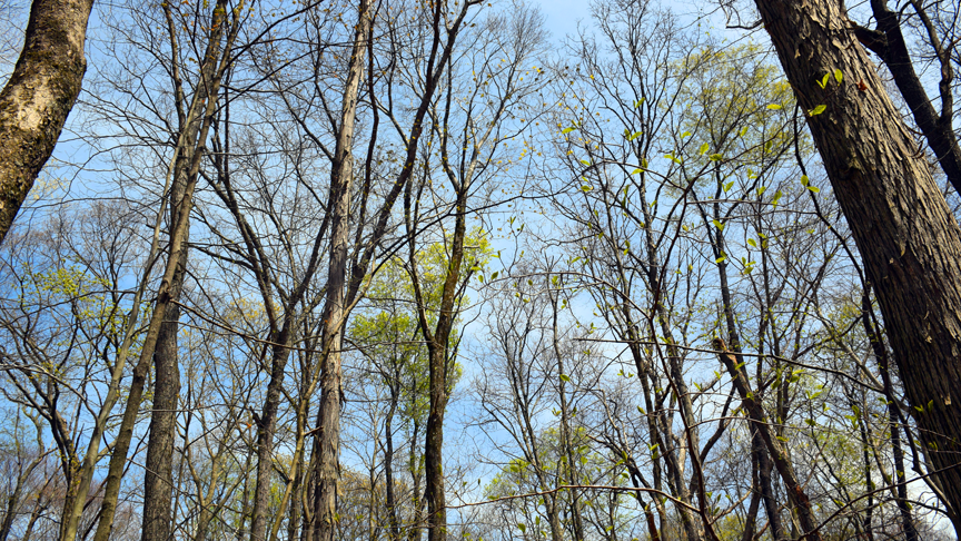 A spring tree canopy at Powdermill Nature Reserve