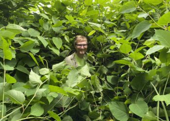 Mason Heberling standing in knotweed plants that are taller than him.