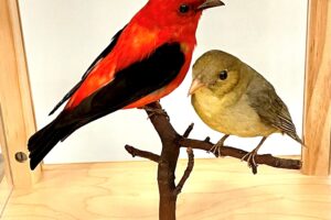 Ruffed Grouse or Scarlet Tanager: Debating the Pennsylvania State Bird