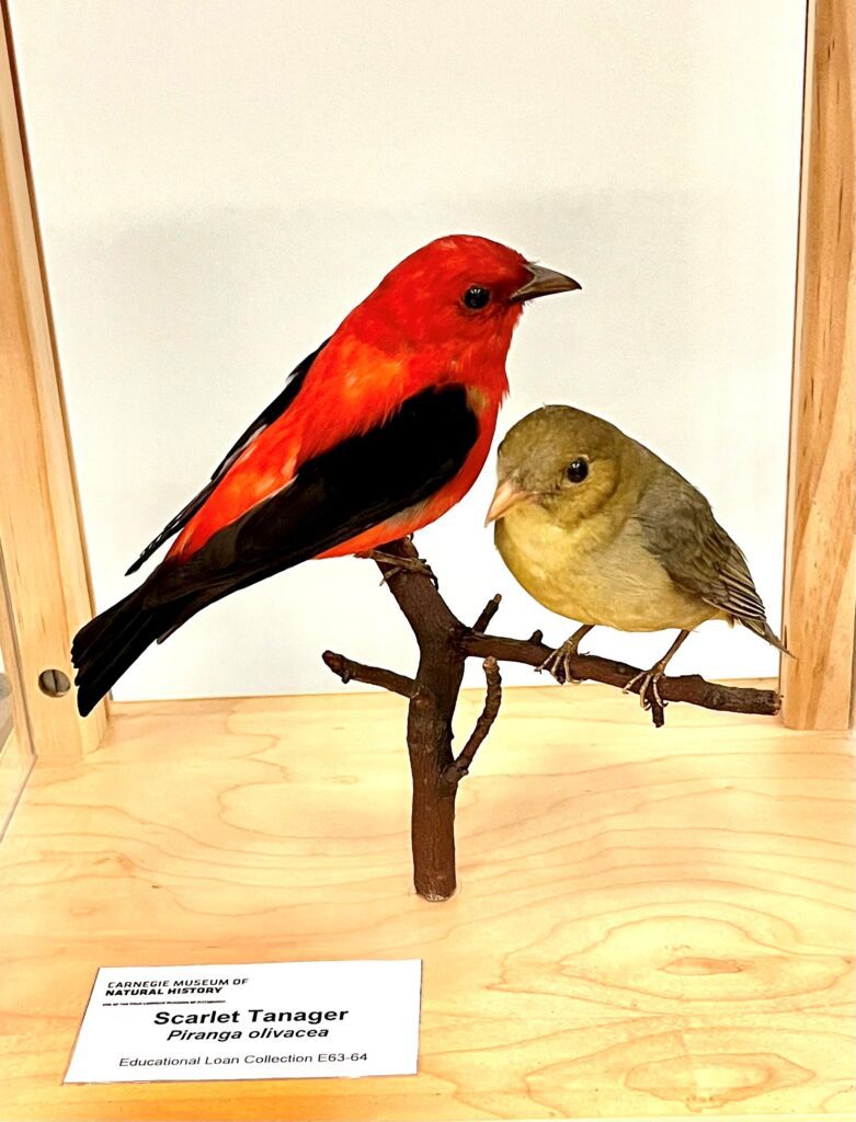 taxidermy mount of two scarlet tanagers