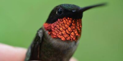 close-up of a hummingbird held in a hand