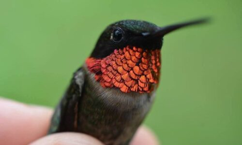 Hummingbird Lessons