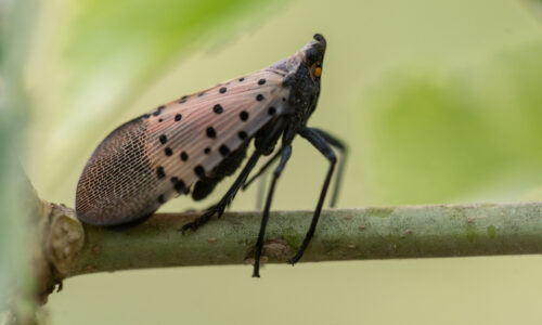 Do No Harm: Dealing with Spotted Lanternflies