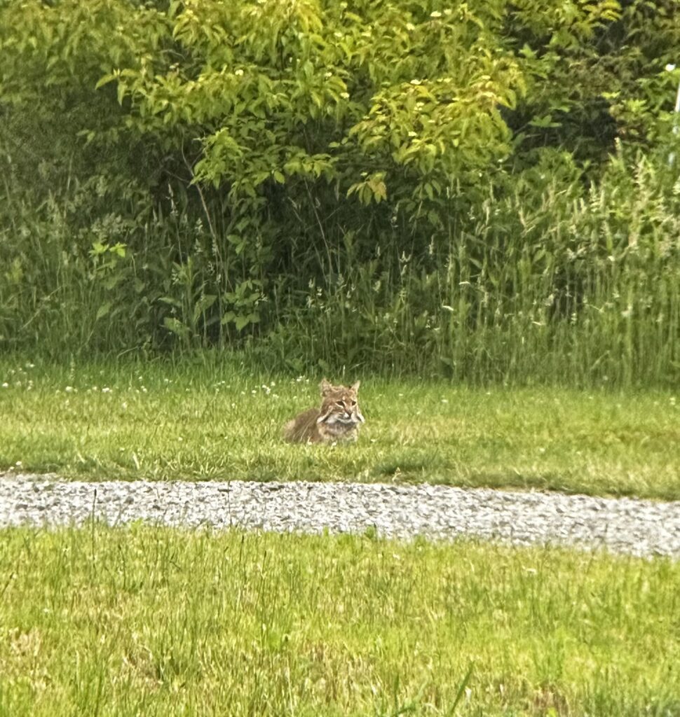 bobcat laying in the grass