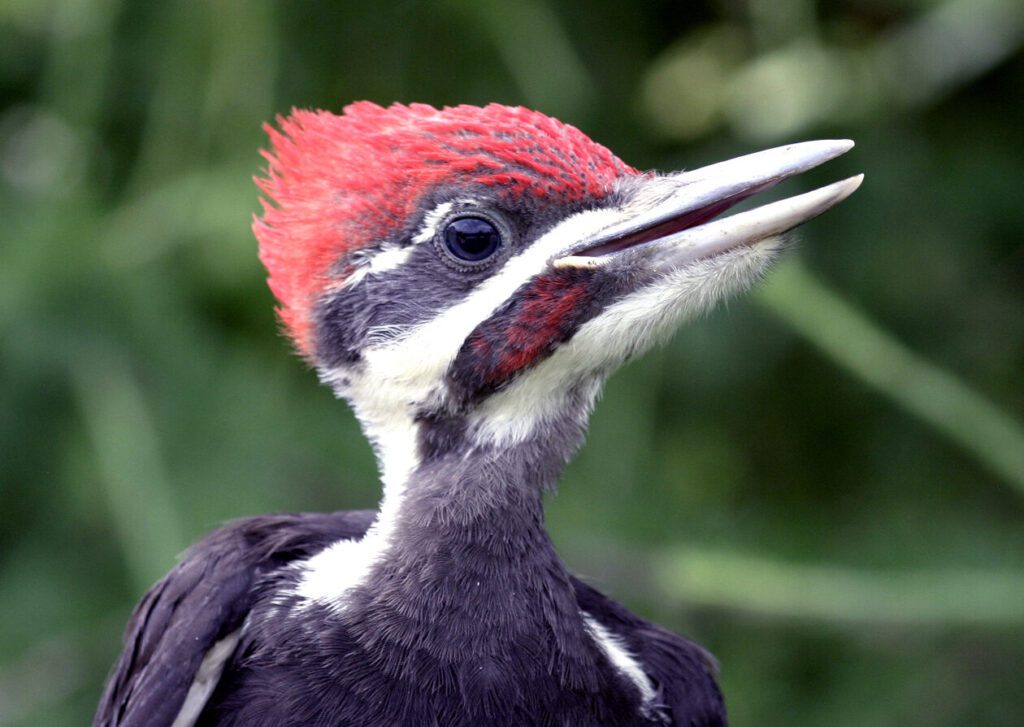 Pileated Woodpecker