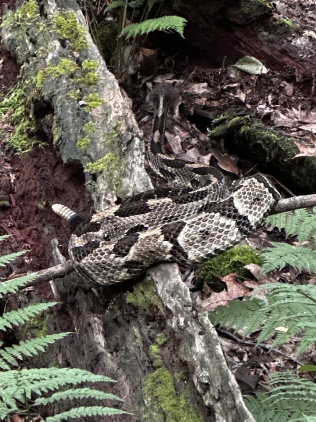 timber rattlesnake