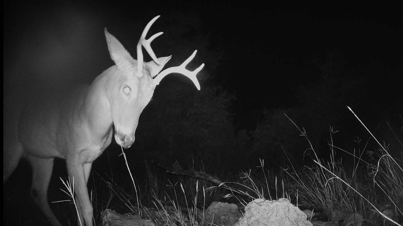 A male deer at night. from a seed a deer a seed film.