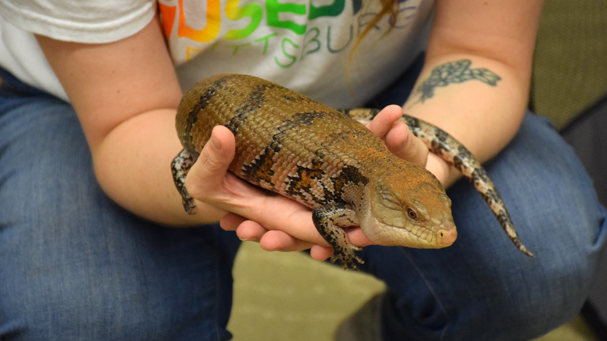 Miley the blue tongued skink
