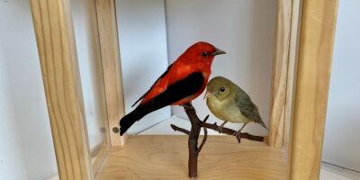 scarlet tanager taxidermy mounts