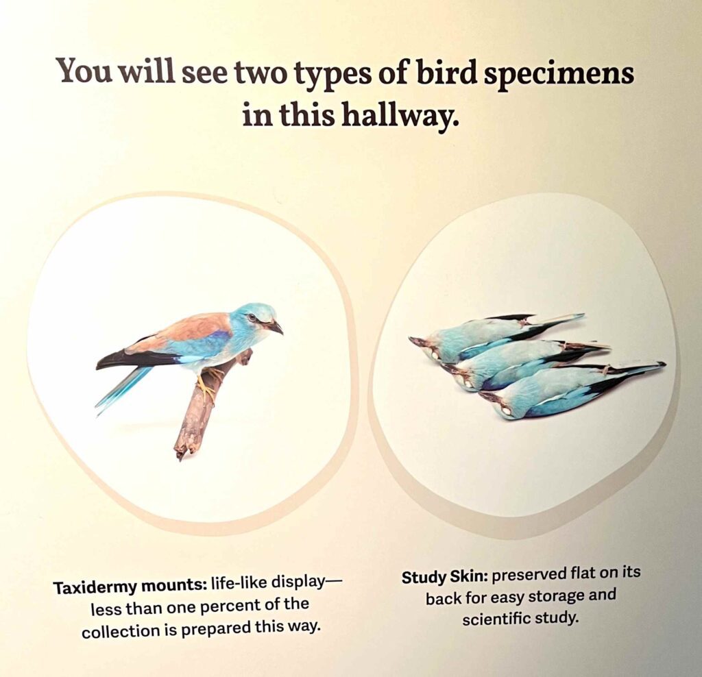 Museum label that explains study skins. Text says "You will see two types of bird specimens in this hallway. Taxidermy mounts: life-like display, less than one percent of the collection is prepared this way. Study skin: preserved flat on its back for easy storage and scientific study." There are illustrations of both study skins and a taxidermy mount. 