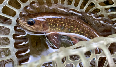A brook trout