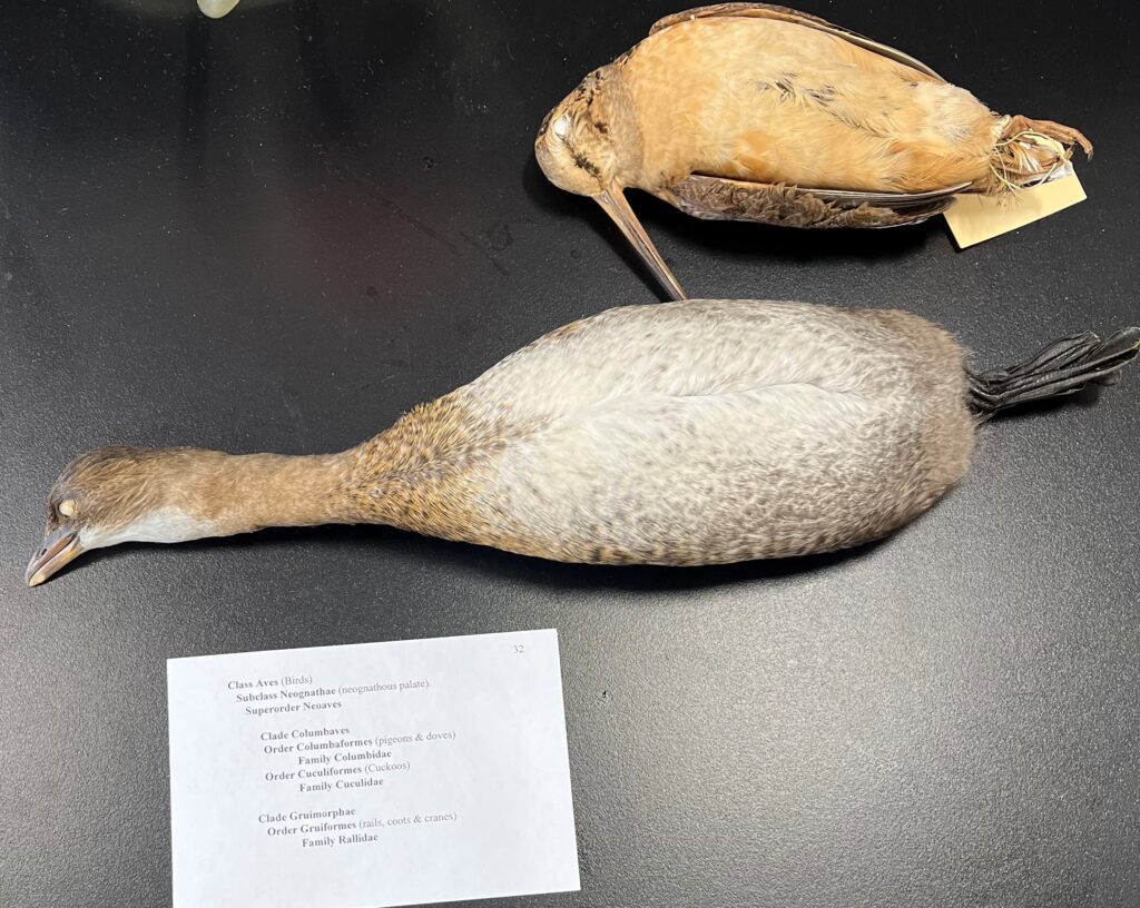 grebe and woodcock study skins on a table