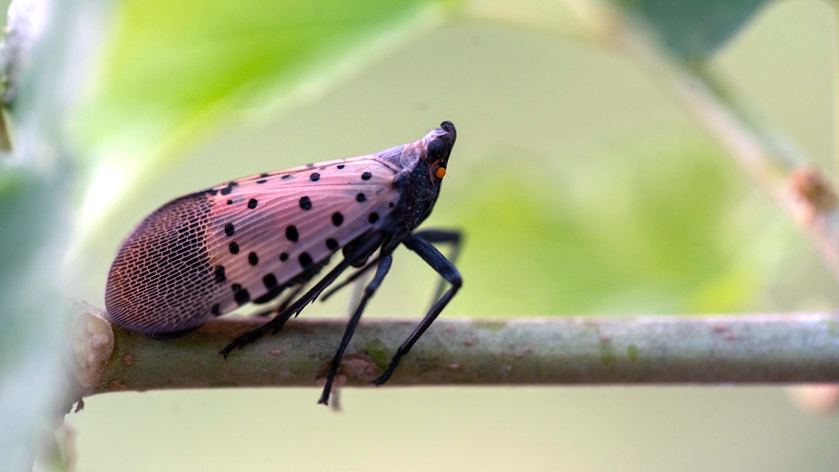 A spotted lanternfly on a branch