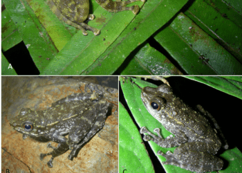 collage of five photos of different frogs