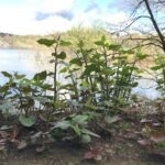 Japanese knotweed on a riverbank