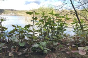 What’s in a Name? Japanese Knotweed or Itadori