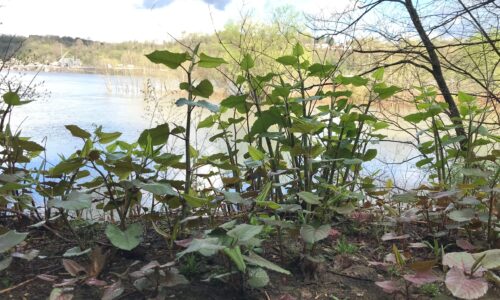 What’s in a Name? Japanese Knotweed or Itadori