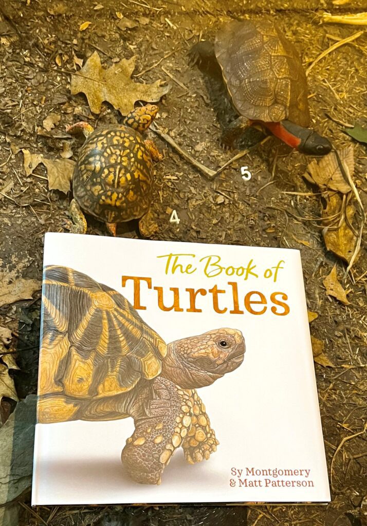 Turtle-Centered Learning