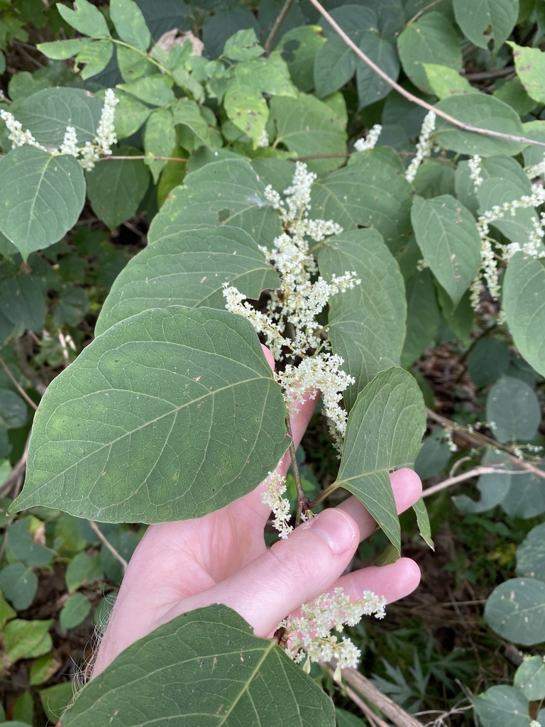 hand holding a Japanese knotweed plant