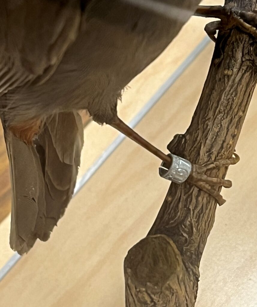 Close-up of a bird band on bird taxidermy mount