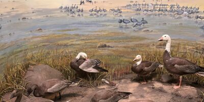 snow goose taxidermy mounts in a museum diorama