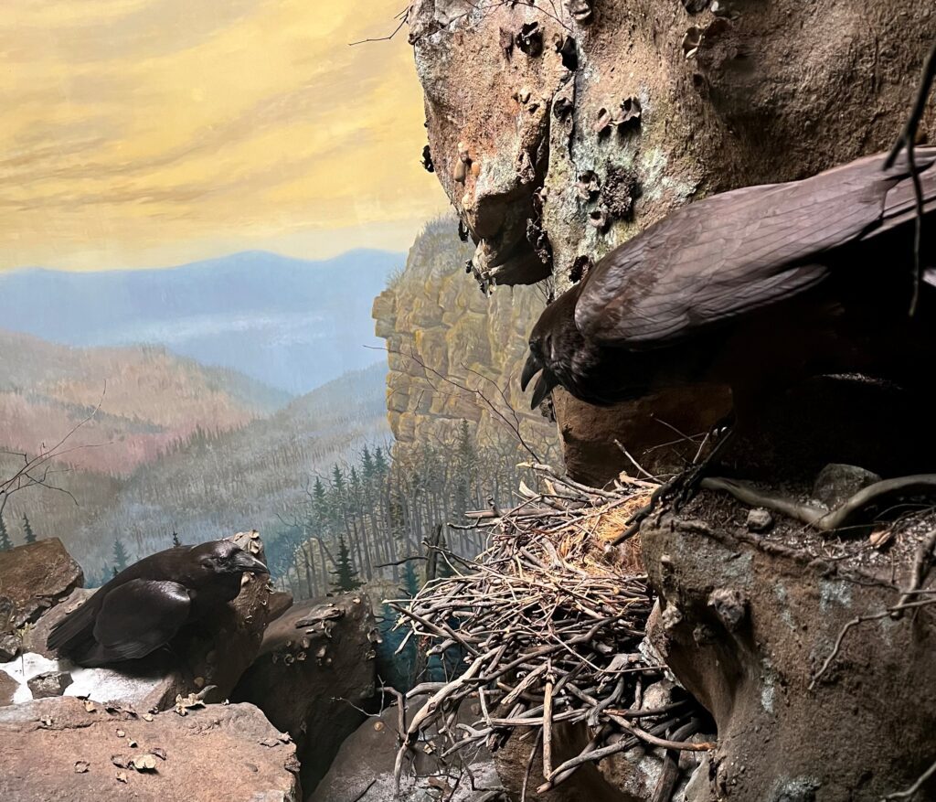 Northern Raven taxidermy mount in a diorama of its habitat