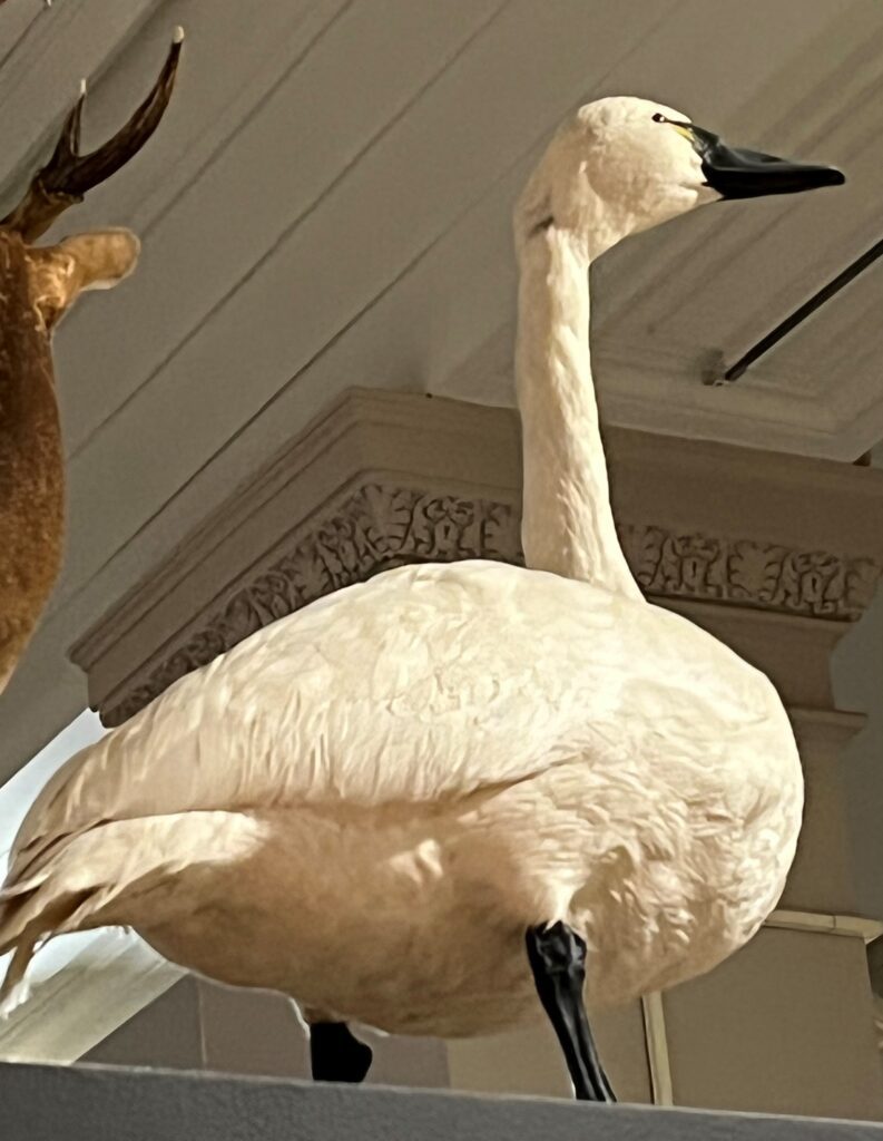 taxidermy mount of a tundra swan