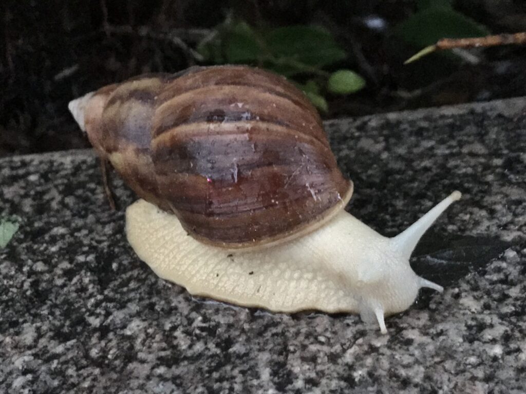 Profile of Giant African Land Snail, a large pale snail with a contrasting , slightly oblong shell