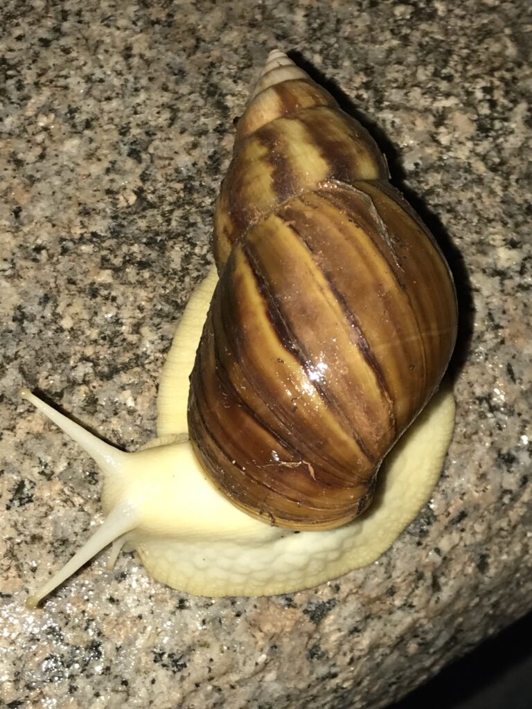 Superior view of Giant African Land Snail, foot of snail smushed on ground, looking like overflowing under pressure of shell