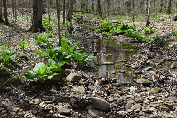 A stream and skunk cabbage in the spring