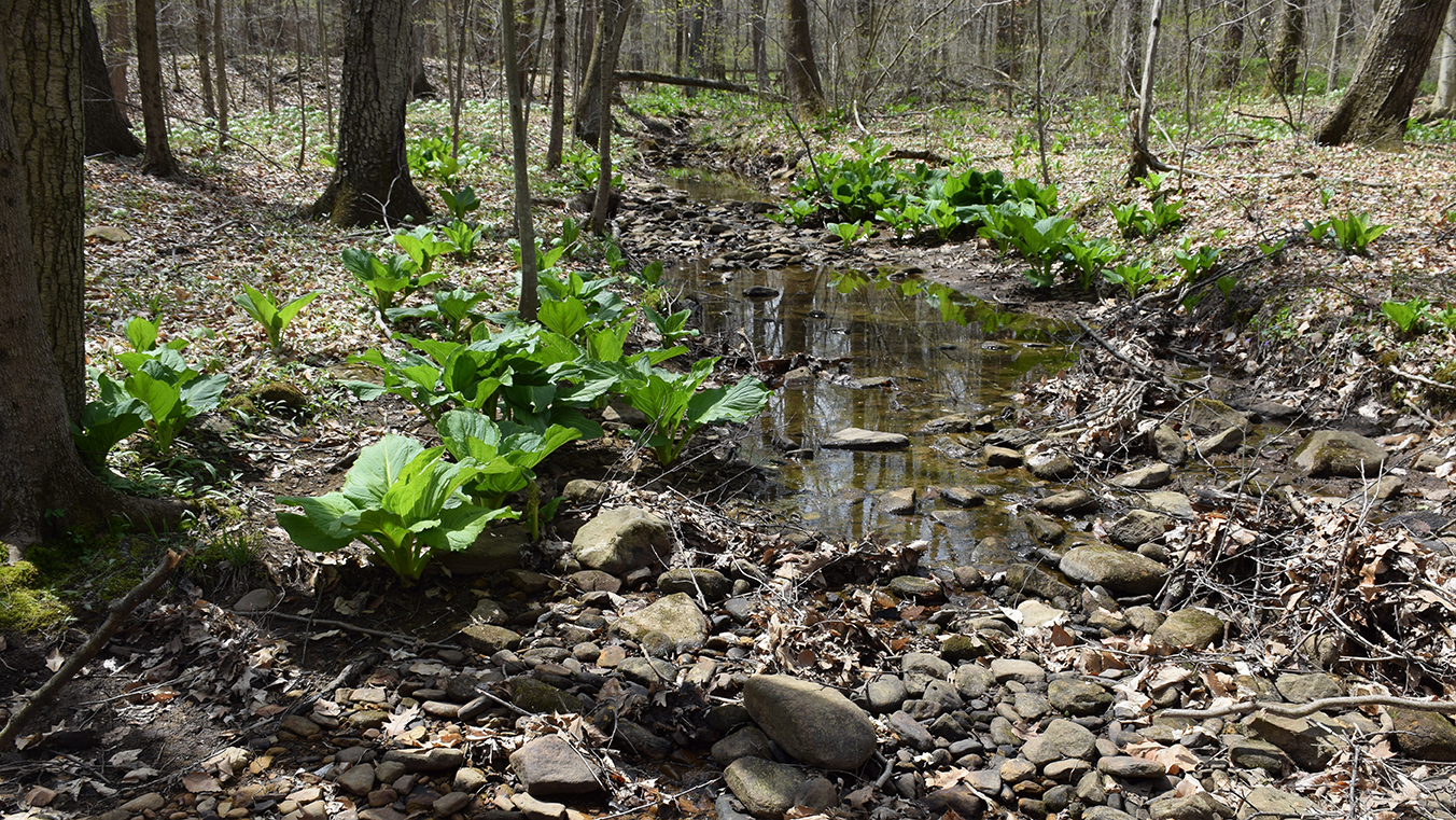 A stream and skunk cabbage in the spring