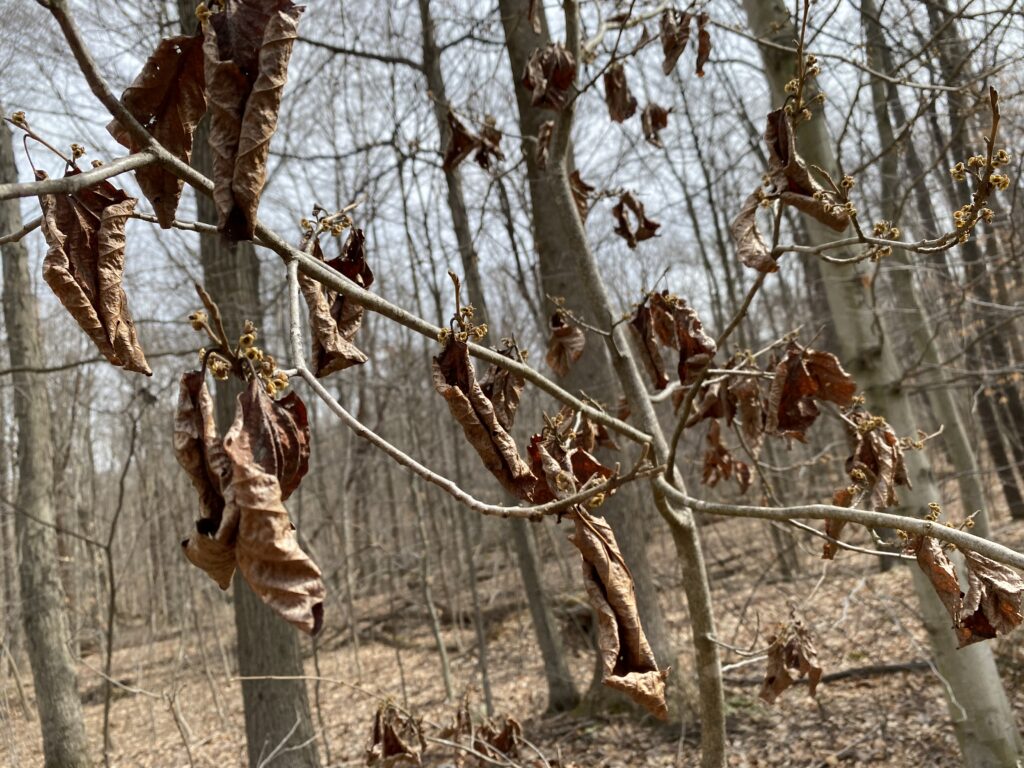brown, dry leaves hanging from branches
