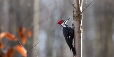 pileated woodpecker in a tree