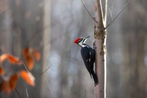 2023 Rector Christmas Bird Count Results