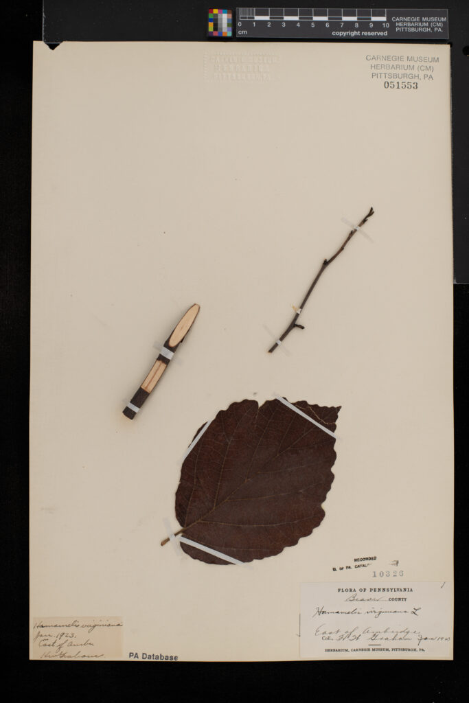 witch hazel branch, buds, and leaf on an herbarium sheet