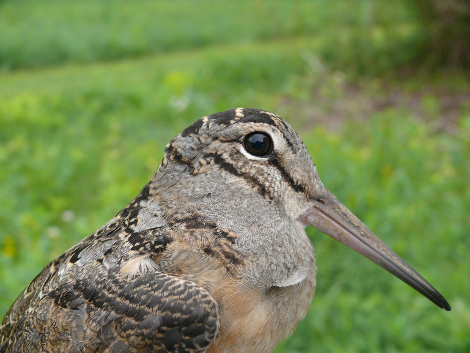 2023 Rector Christmas Bird Count Results