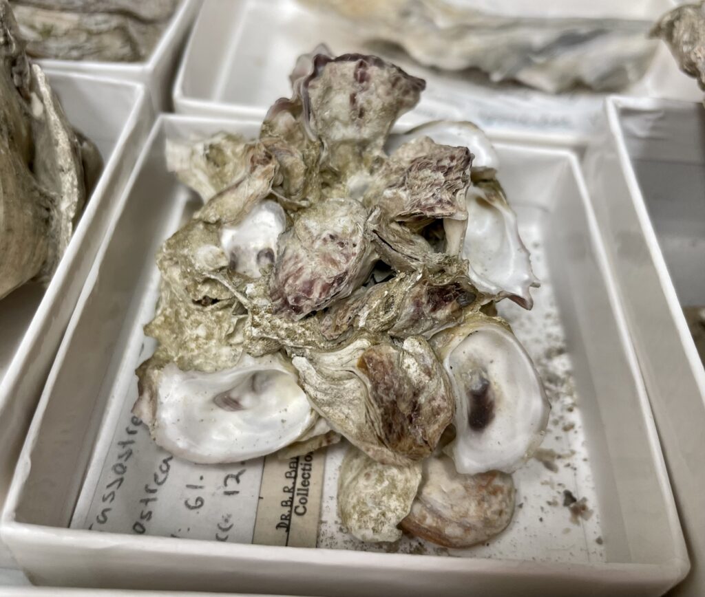 oyster shells on cultch in a box