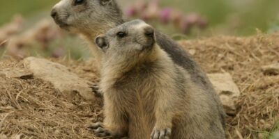 two alpine marmots