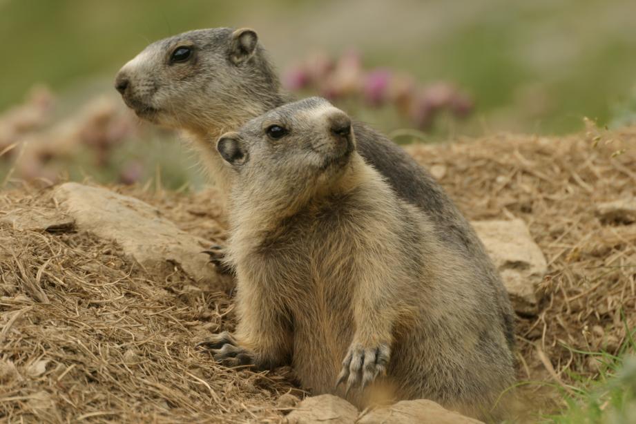 two alpine marmots