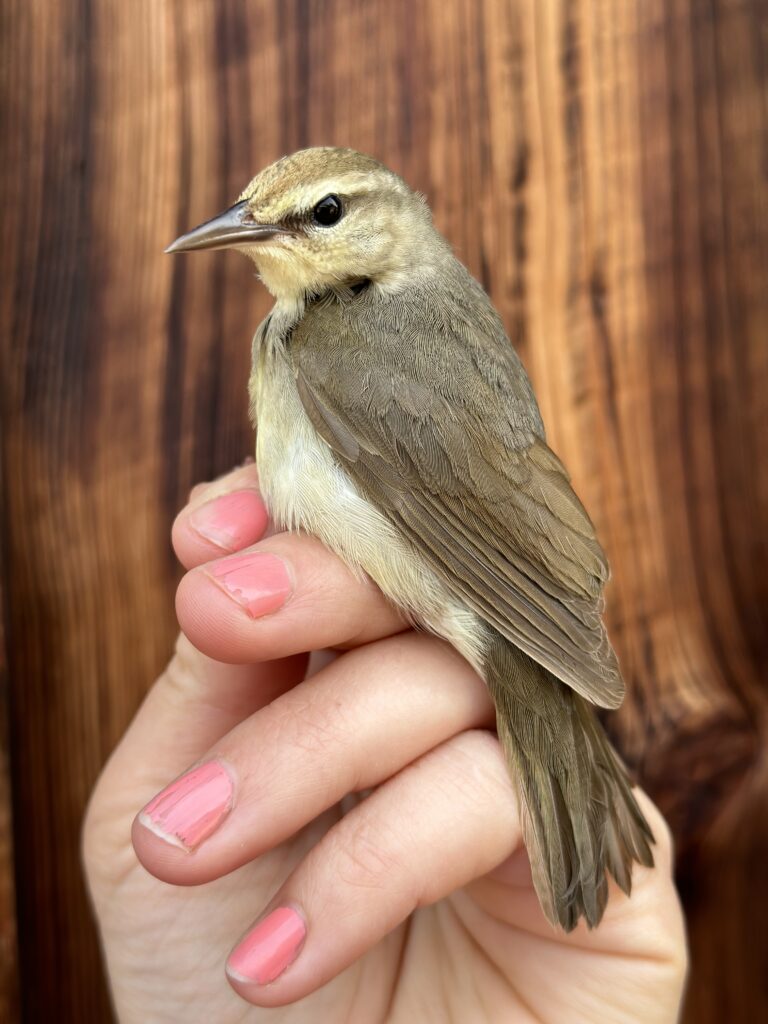 Swainson’s Warbler caught in spring 2023, the 8th of its species ever banded at Powdermill.