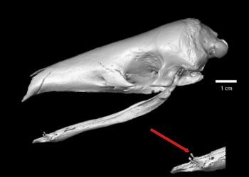 CT scan image of the skull of a Sunda pangolin